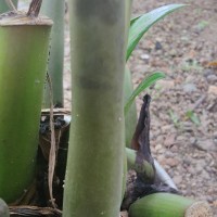 Zamioculcas zamiifolia (G.Lodd.) Engl.